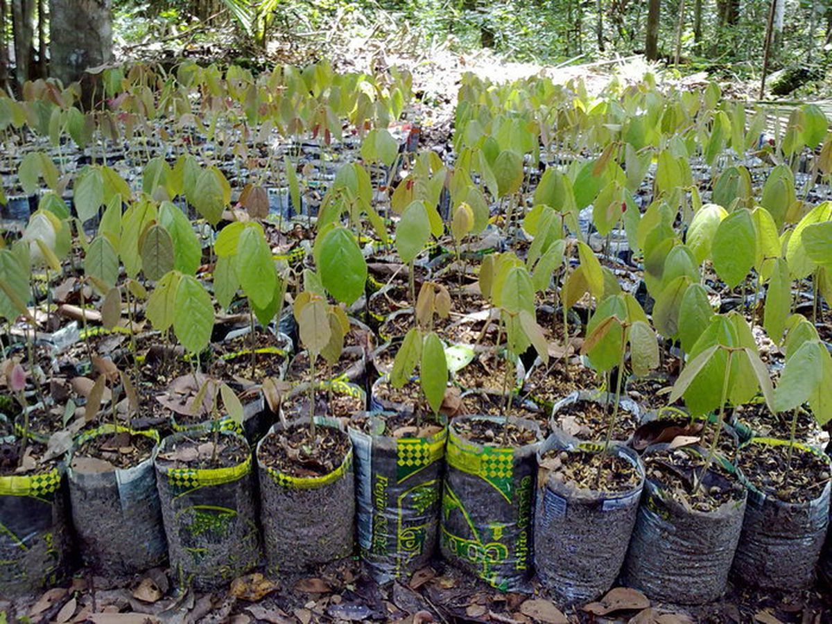 CAMPANHA PLANTE E ADOTE ÁRVORES NA AMAZÔNIA