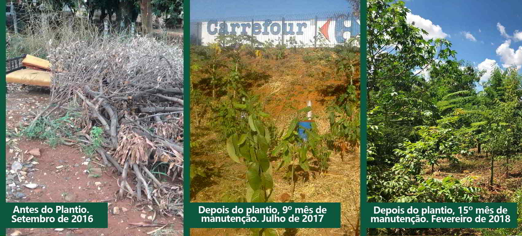Reflorestamento de Área de Preservação Permanente