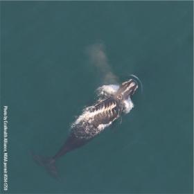 Oceana Brasil
